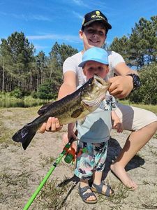 Largemouth Bass