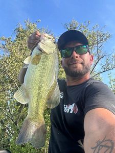 Largemouth Bass