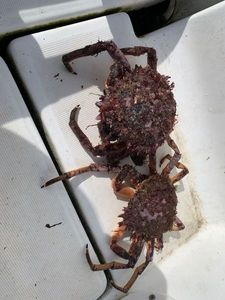Common Spider Crab