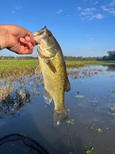 Largemouth Bass