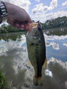 Largemouth Bass