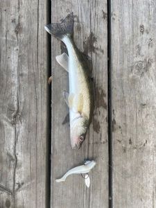 Walleye