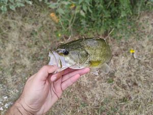 Largemouth Bass