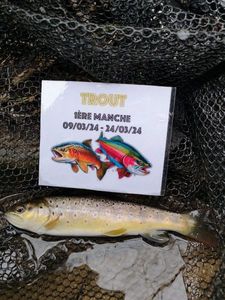 Brown Trout