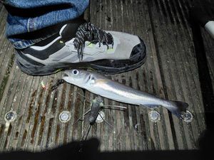 Whiting