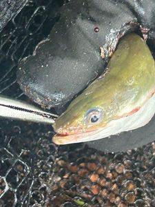 European Eel (Common Eel)