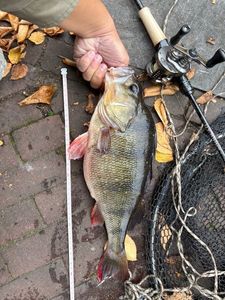 European Perch