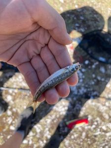 Common Minnow