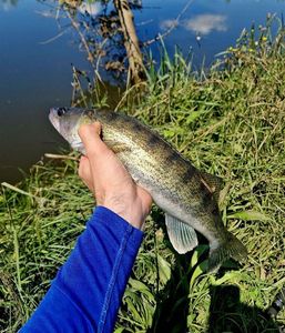 Zander