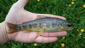 Brown Trout