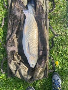 Grass Carp