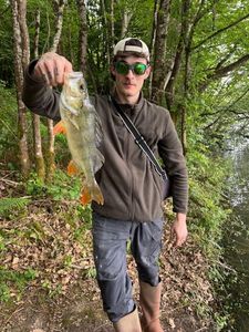 European Perch