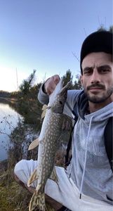 Chain Pickerel