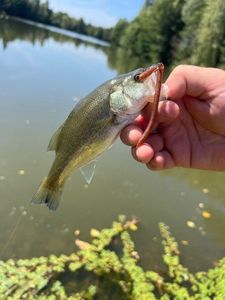 Largemouth Bass