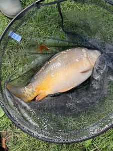 Mirror Carp