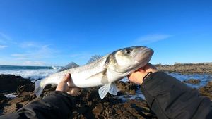 European Bass (Seabass)