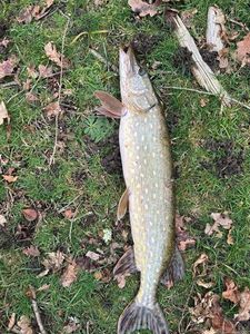Northern Pike