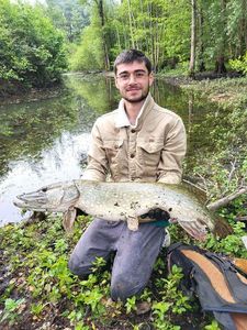 Northern Pike