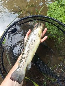 Brown Trout