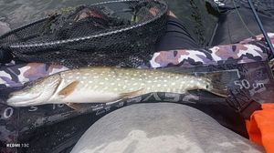 Northern Pike