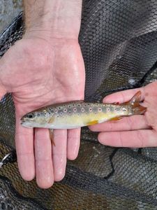 Brown Trout