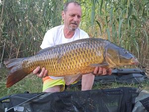 Common Carp