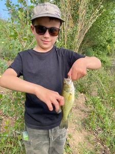Largemouth Bass