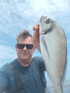 Gilthead Seabream