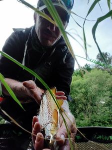 Brown Trout