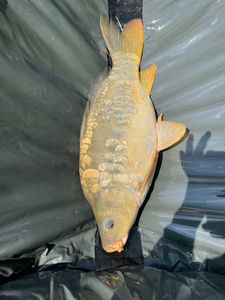 Leather Carp