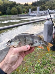 European Perch