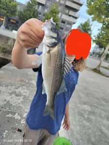 European Bass (Seabass)