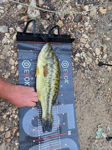 Largemouth Bass