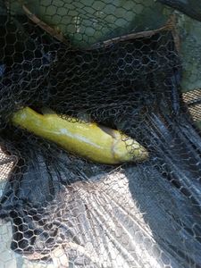 Tench