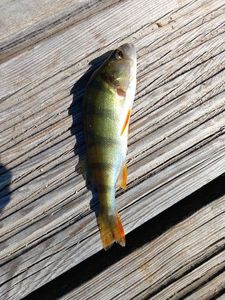 European Perch