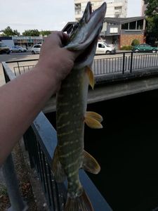 Northern Pike