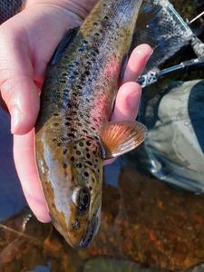 Brown Trout