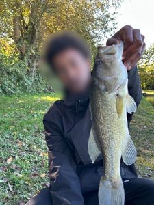 Largemouth Bass