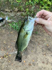 Largemouth Bass