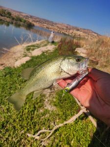 Largemouth Bass