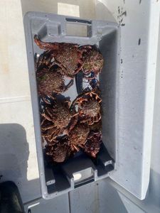 Common Spider Crab