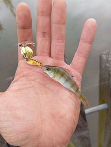European Perch