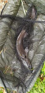 Sturgeon