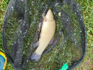 Tench