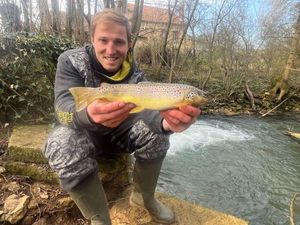 Brown Trout