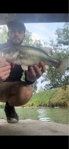 Largemouth Bass