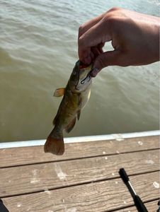 Brown Bullhead