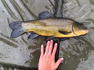 Tench