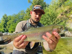 Rainbow Trout