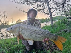 Common Carp